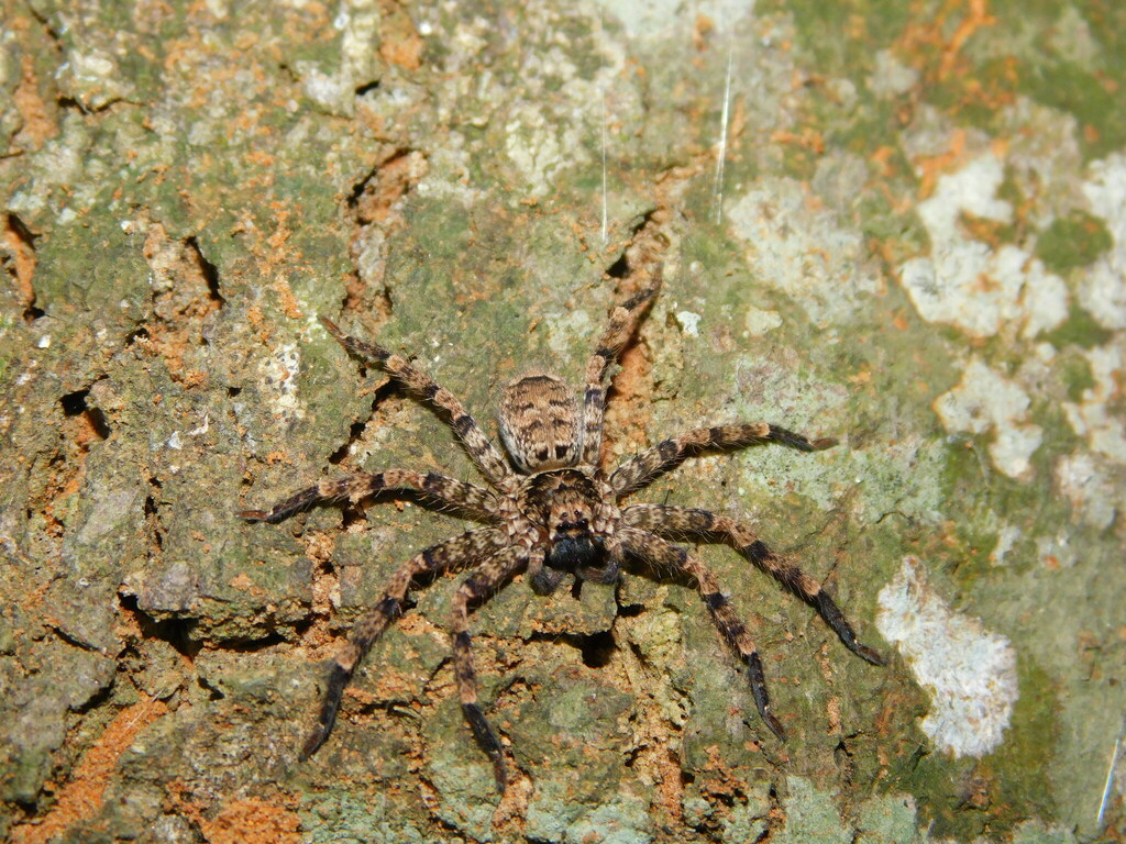 Heteropoda strandi