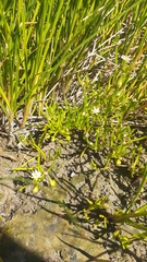 Spergularia canadensis