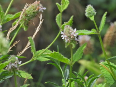 Stachys pycnantha