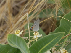 Asclepias eriocarpa