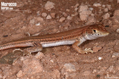 Bosc's Fringe-Toed Lizard photo 3