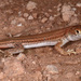 Bosc’s Fringe-toed Lizard - Photo (c) Raúl León, some rights reserved (CC BY-NC-SA)