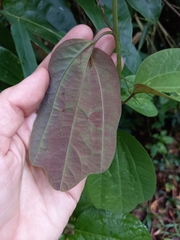 Passiflora lancearia