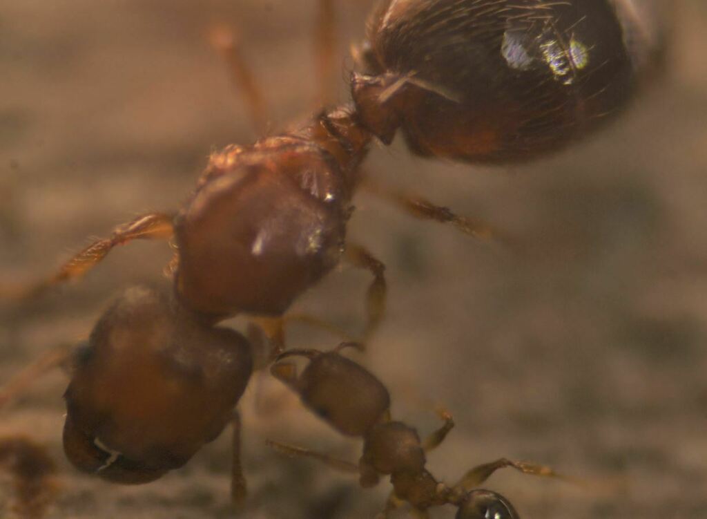 Pheidole parva from Palm Beach County, FL, USA on August 1, 2022 by ...