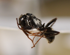 Formica microphthalma