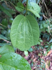 Passiflora lancearia