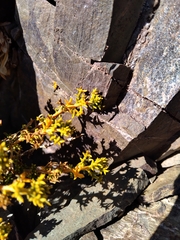 Senecio uspallatensis