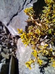 Senecio uspallatensis