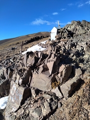 Senecio uspallatensis