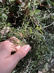 Acrotriche aggregata