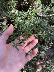 Acrotriche aggregata