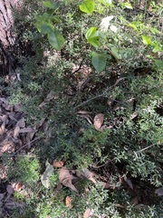 Acrotriche aggregata