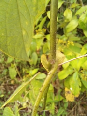 Passiflora menispermifolia
