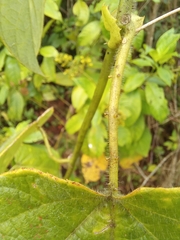 Passiflora menispermifolia