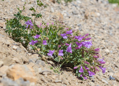 Penstemon montanus