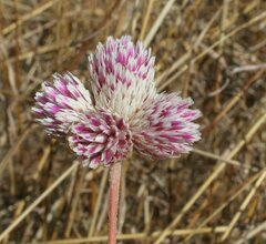 Gomphrena flaccida