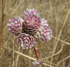 Gomphrena flaccida