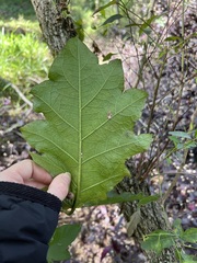 Solanum chrysotrichum