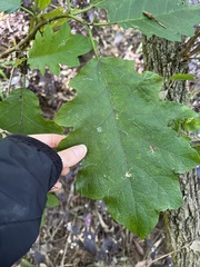 Solanum chrysotrichum