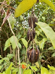 Aristolochia constricta