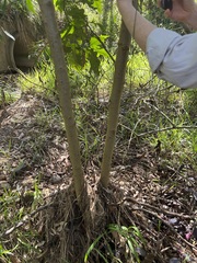Solanum chrysotrichum