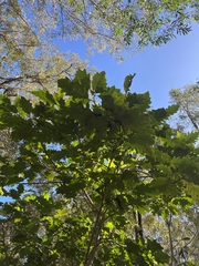 Solanum chrysotrichum