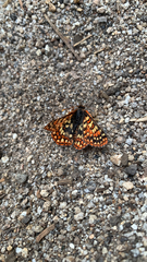 Euphydryas chalcedona sierra