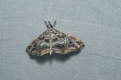 Paracymoriza vagalis