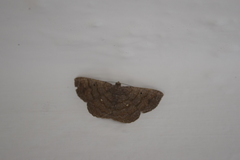 Lepidoptera