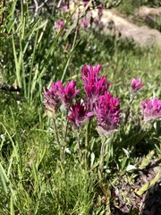 Castilleja lemmonii