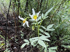 Solanum jamesii