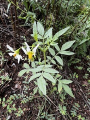 Solanum jamesii