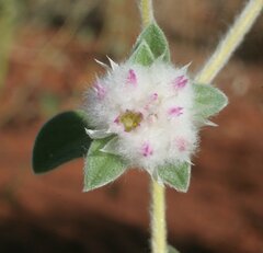Gomphrena cunninghamii