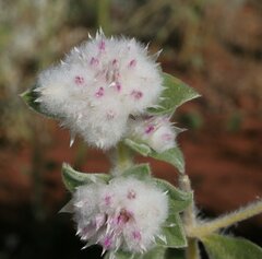 Gomphrena cunninghamii