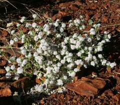 Gomphrena cunninghamii