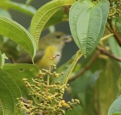 Euphonia hirundinacea