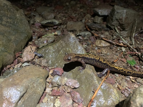 Japanese Clawed Salamander, Onychodactylus japonicus