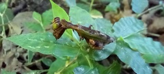 Raptrix