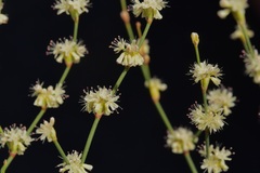 Eriogonum baileyi baileyi