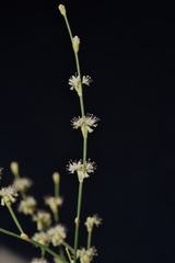 Eriogonum baileyi baileyi