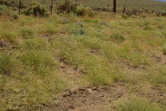 Eriogonum baileyi baileyi