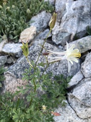Aquilegia pubescens