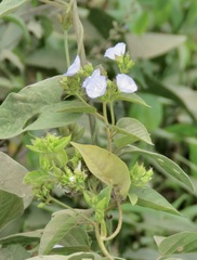 Jacquemontia martii