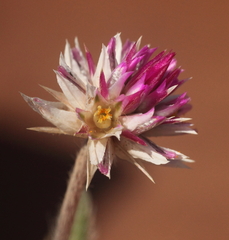 Gomphrena leptoclada