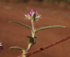 Gomphrena leptoclada