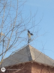 Patagioenas picazuro