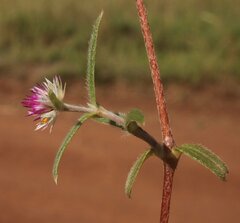 Gomphrena leptoclada