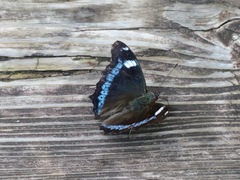 Kaniska canace nojaponicum