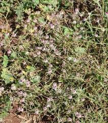 Gomphrena leptoclada
