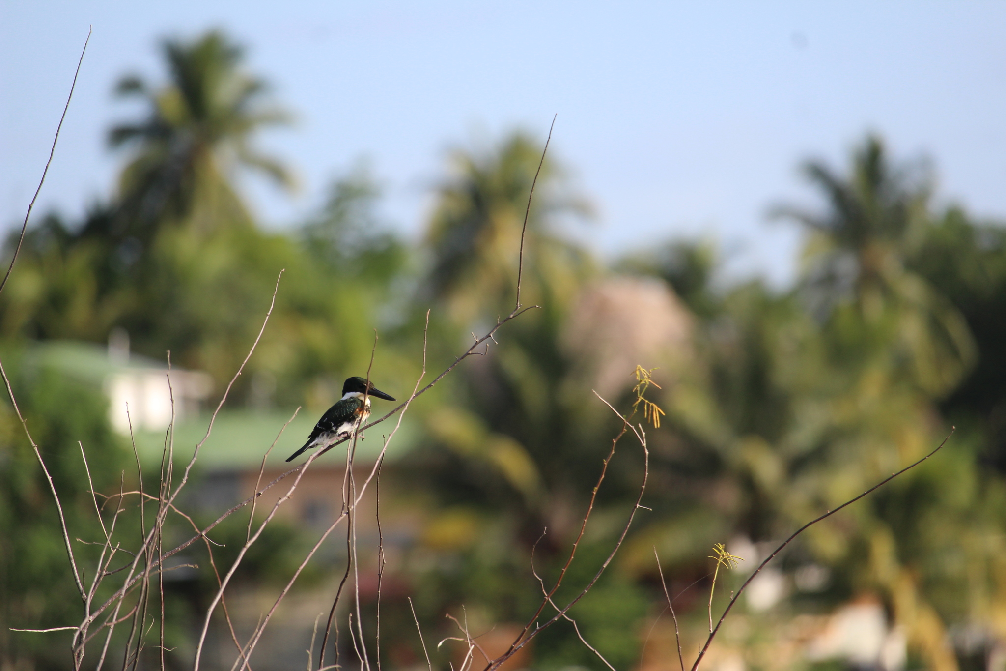 Green Kingfisher (Chloroceryle americana)